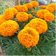 Бархатцы прямостоячие Дискавери Оранж